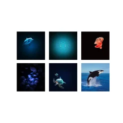 Kidystar · Kidywolf